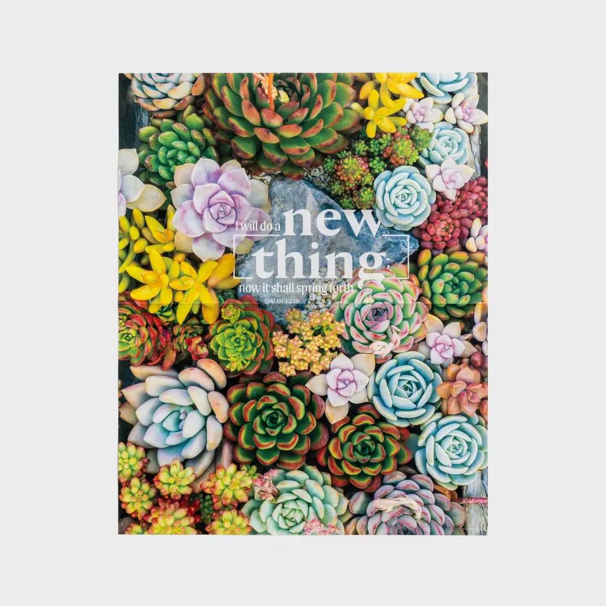 Jigsaw Puzzle, 1000 Pieces: Beautiful Succulents (Octagon Box With Picture Inside, Finished Size 609 X 762 Mm)