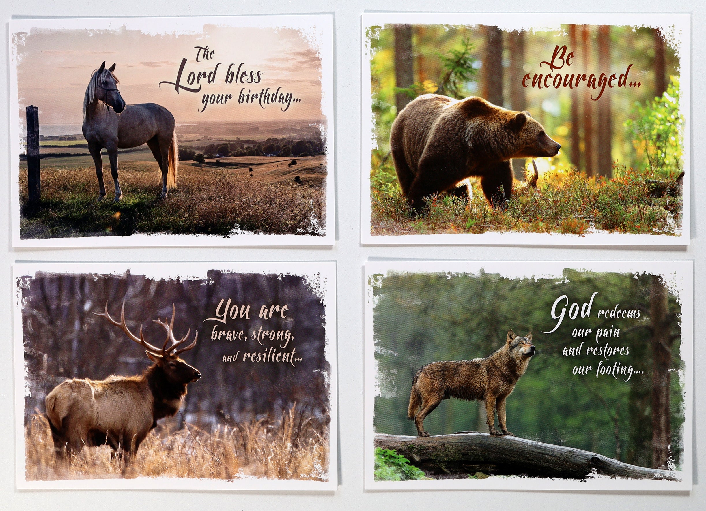 Boxed Cards: All Occasion, Wild & Free Animals (Kjv)