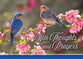 Boxed Cards: All Occasion - Secret Sister    (KJV/NIV)