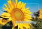Boxed Cards: Birthday - Sunny Wishes  (NIV)