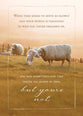 Boxed Cards: Empathy - Perfect Peace  (KJV)