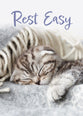 Boxed Cards: Get Well - Well Whiskers  (NIV)