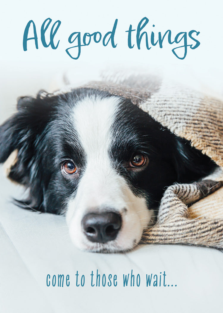 Boxed Cards: Get Well - Well Whiskers  (NIV)