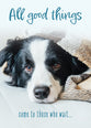 Boxed Cards: Get Well - Well Whiskers  (NIV)