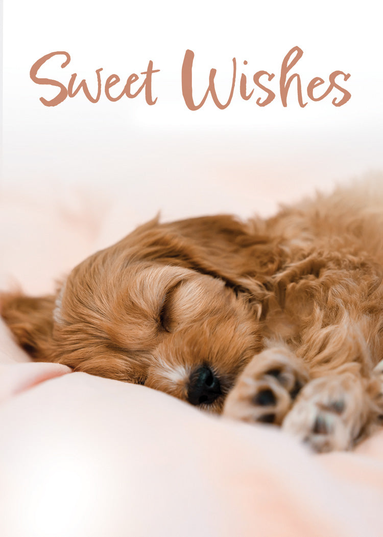 Boxed Cards: Get Well - Well Whiskers  (NIV)