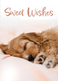 Boxed Cards: Get Well - Well Whiskers  (NIV)