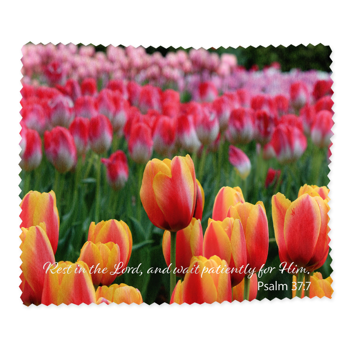 Lens Cloth: Tulips, Psalm 37:7