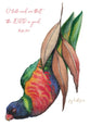 Australiana Greeting Card: Happy Birthday (Lorikeet)