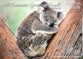 2026 Wall Calendar: All Creatures Great & Small, Bible Verse on Each Month