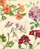 NASB Artisan Collection Bible Almond Floral 1995 Text (Red Letter Edition)