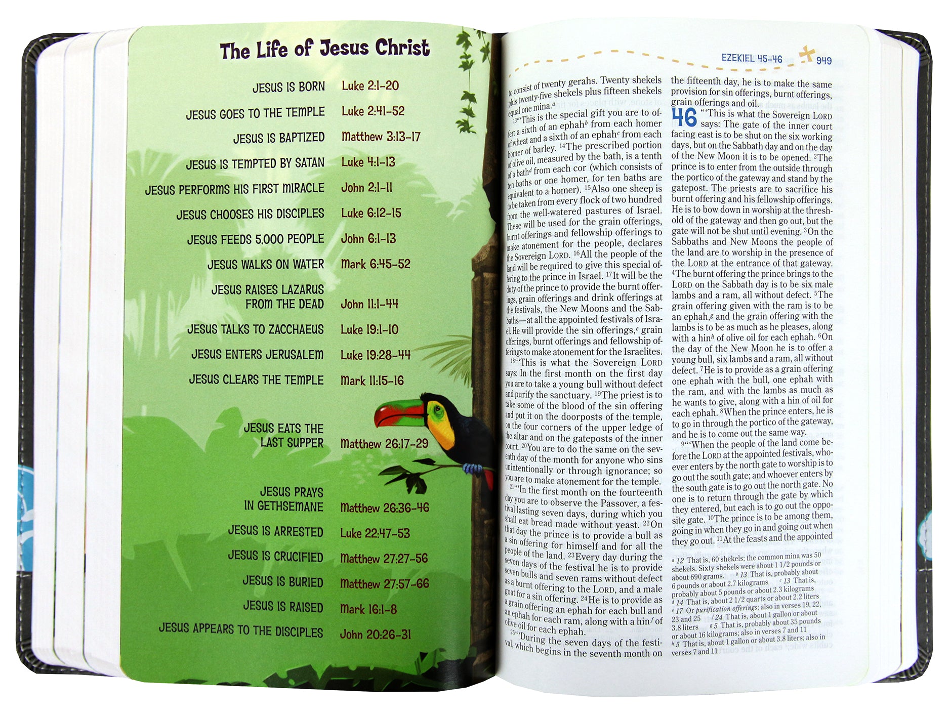 NIV Adventure Bible Gray (Black Letter Edition)