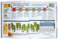 The Ultimate Infographic Guide to the Bible: A Visual Survey of Every Book, Helpful Background, Charts, and Maps, a Must-Have Companion Resource