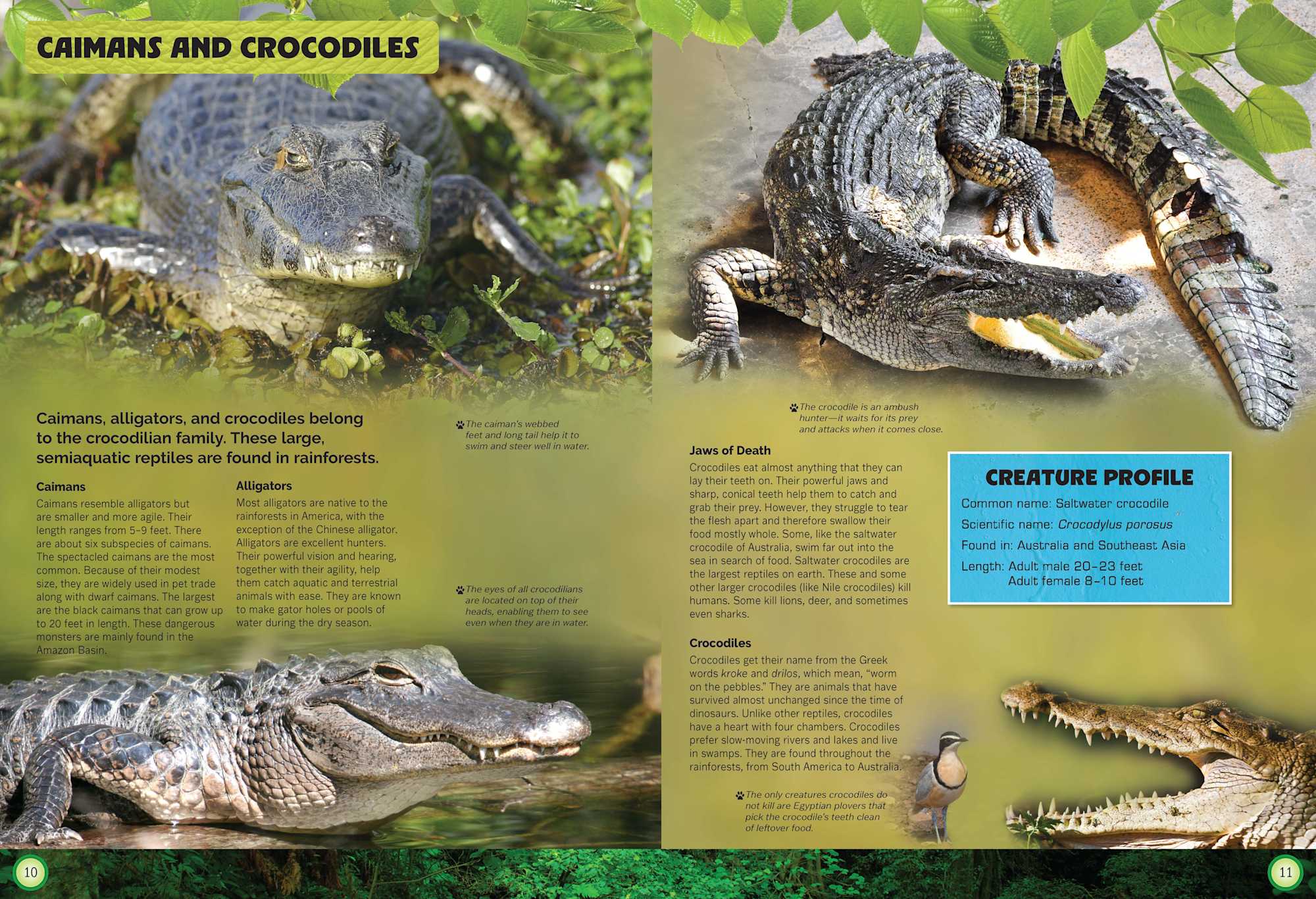  Let's Explore Amazing Animals