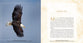 In the Shadow of His Wings: 40 Uplifting Devotions Inspired By Birds