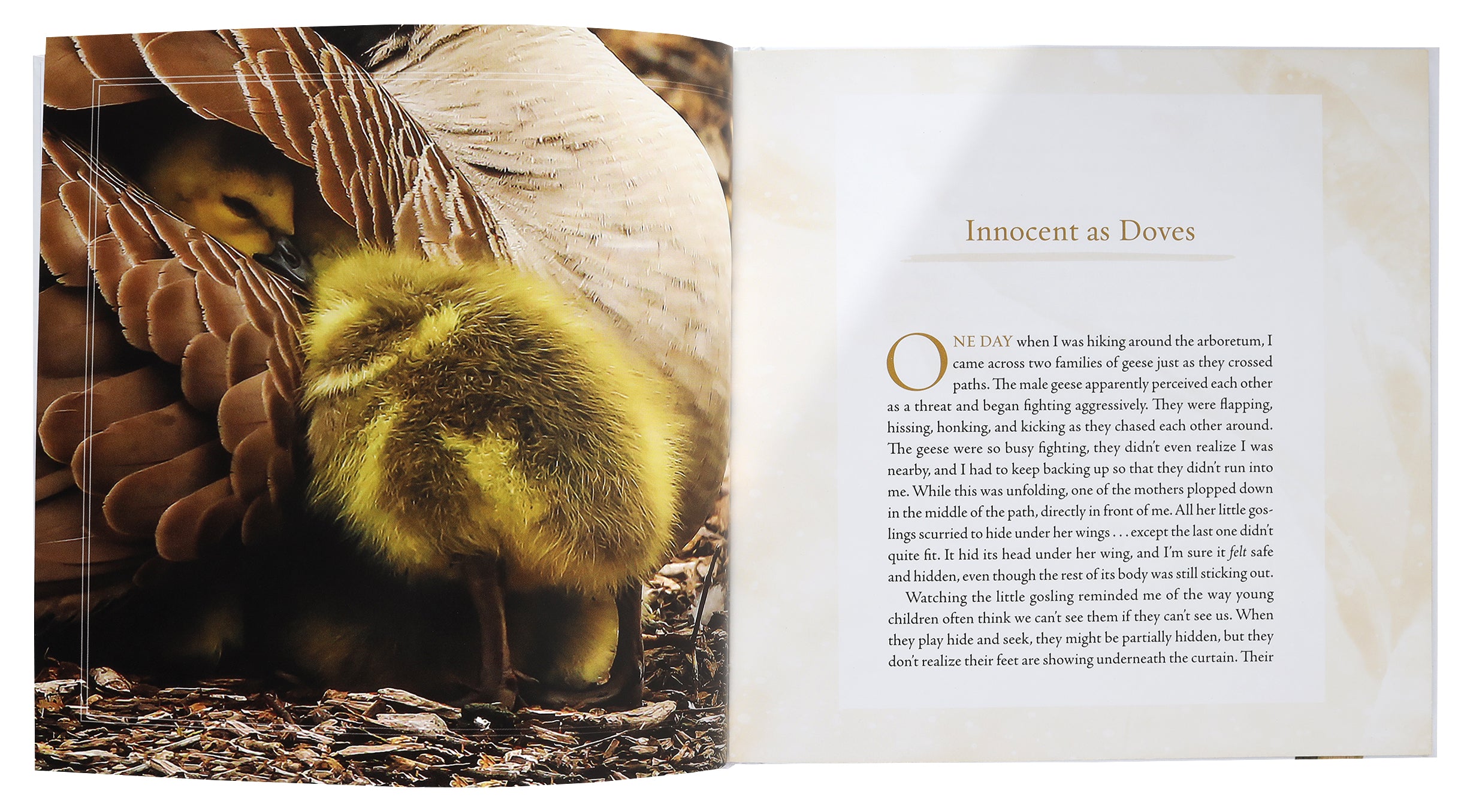 In the Shadow of His Wings: 40 Uplifting Devotions Inspired By Birds