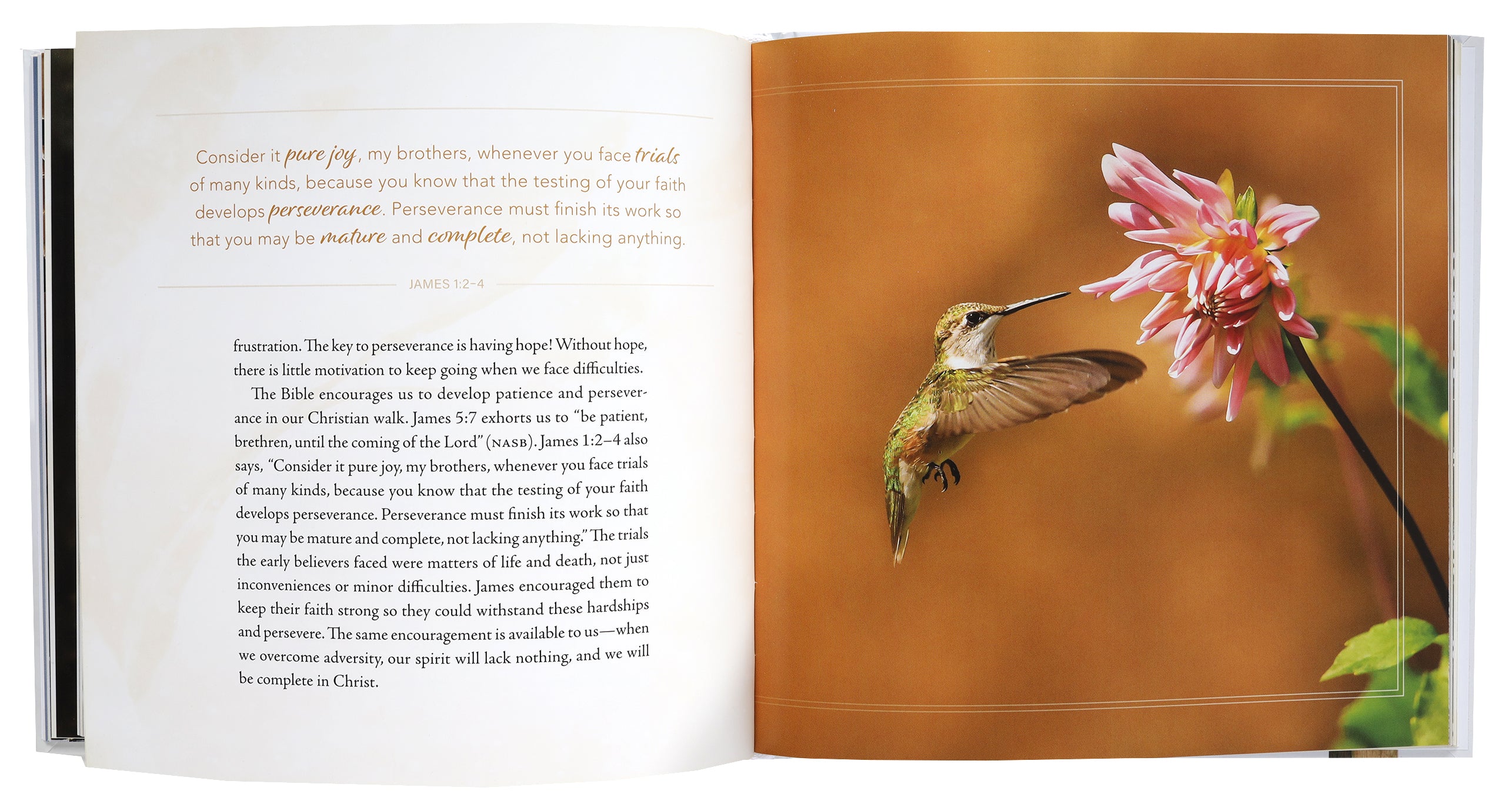 In the Shadow of His Wings: 40 Uplifting Devotions Inspired By Birds