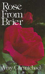 Rose From Brier