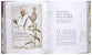 The Way of the Wildflower: Gospel Meditations to Unburden Your Anxious Soul