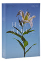 NRSV Catholic Edition Bible Easter Lily Anglicised Text Global Cover Series