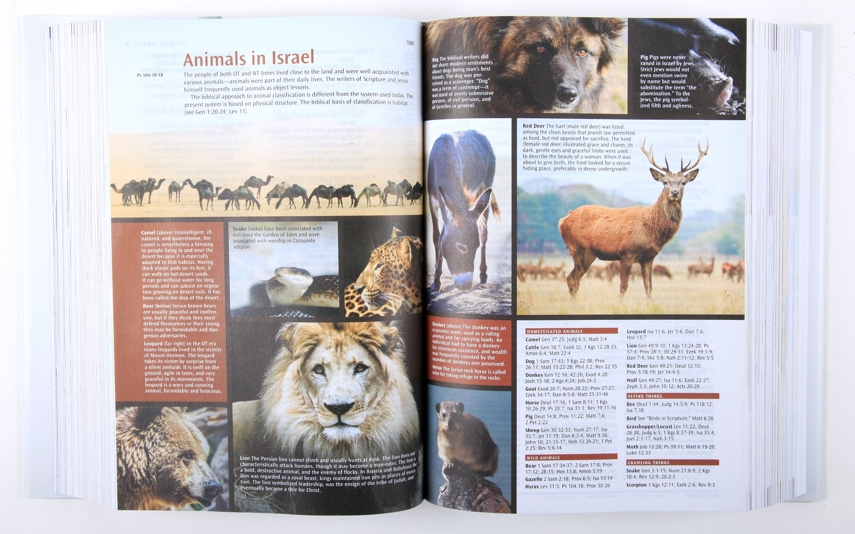 NLT Illustrated Study Bible (Black Letter Edition)