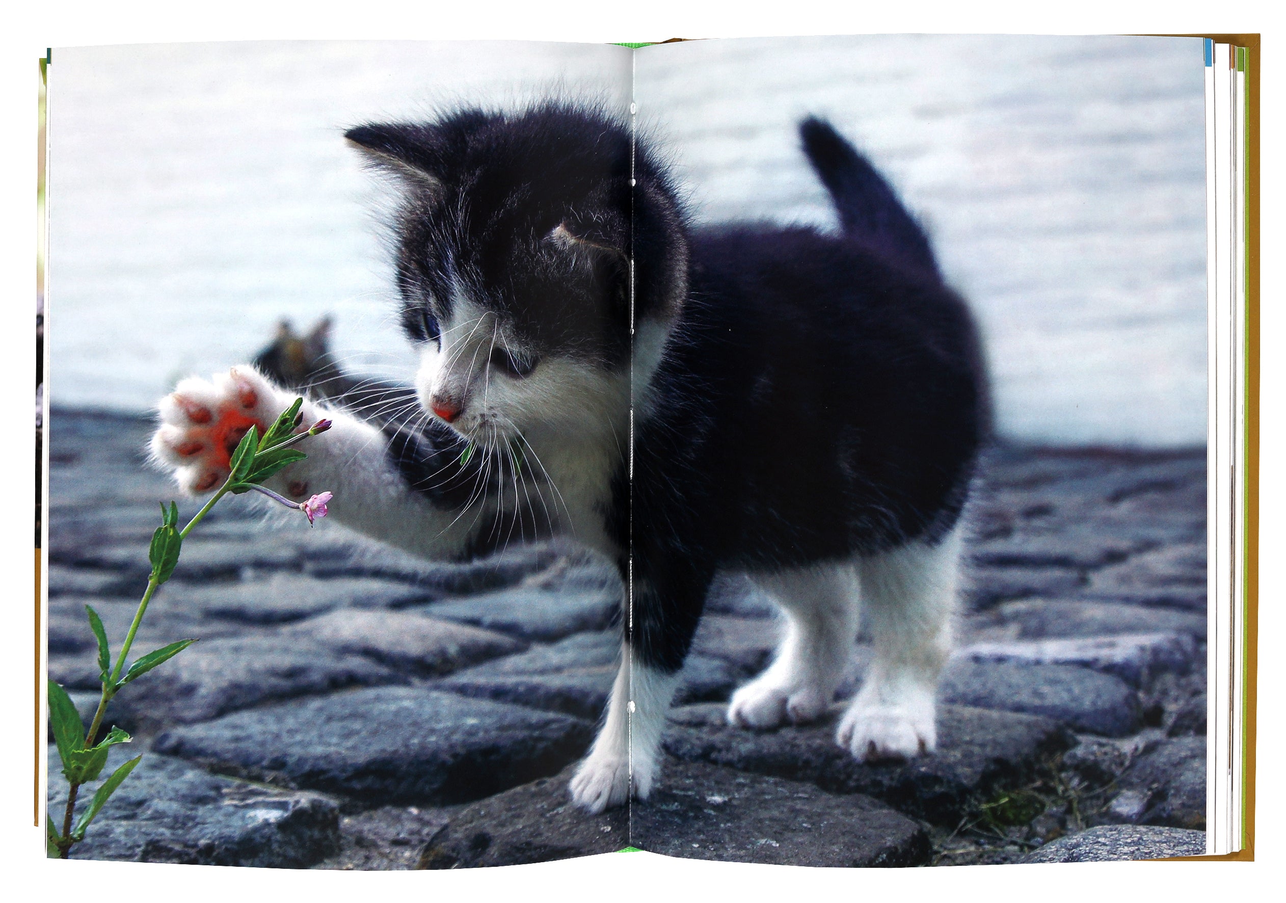 Pawverbs For a Cat Lover's Heart: Inspiring Stories of Feistiness, Friendship, and Fun