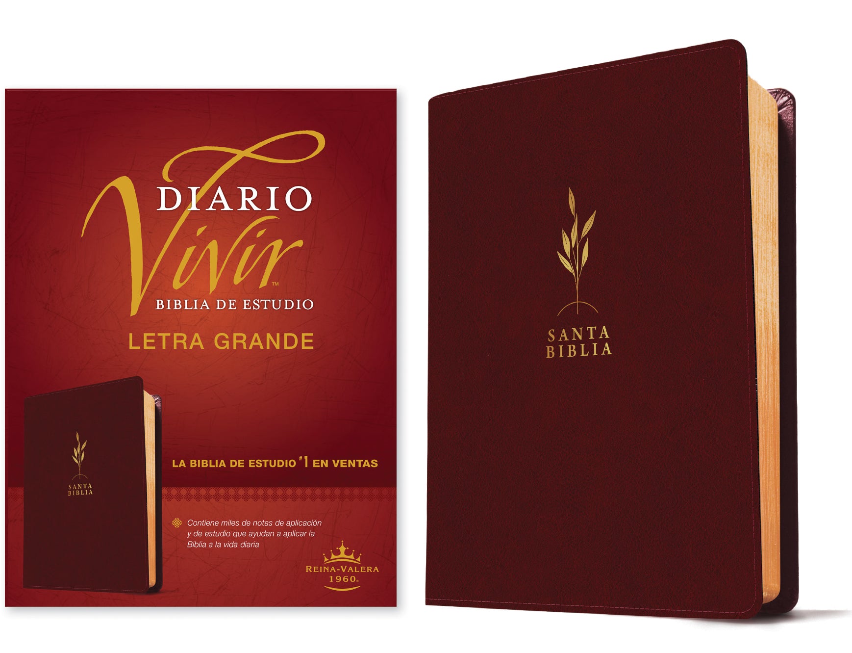 RVR60 Biblia de estudio del diario vivir letra grande Vino tinto, Letra Roja)