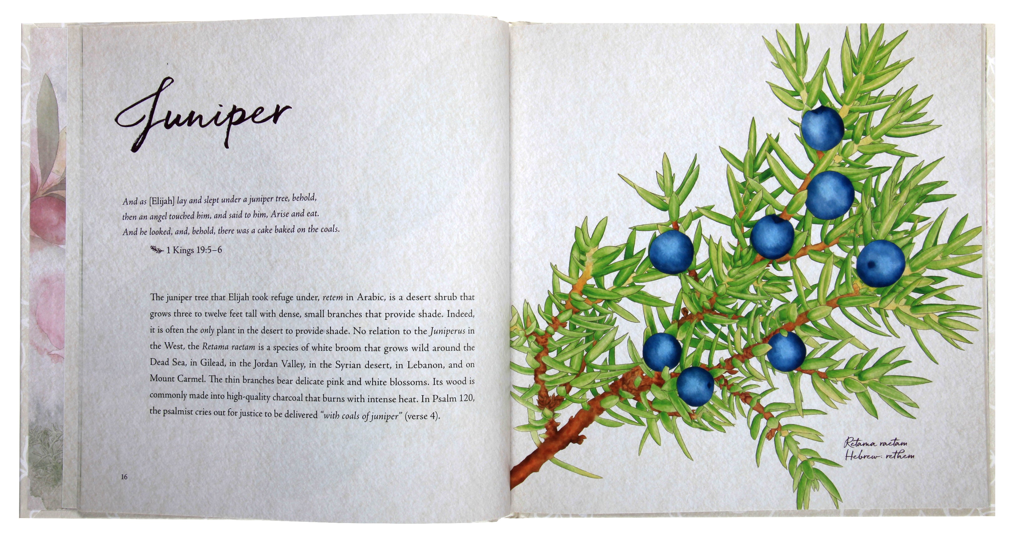 In the Garden: A Collection of Botanical Scripture Verses: An Illustrated Guide to the Plants of the Bible