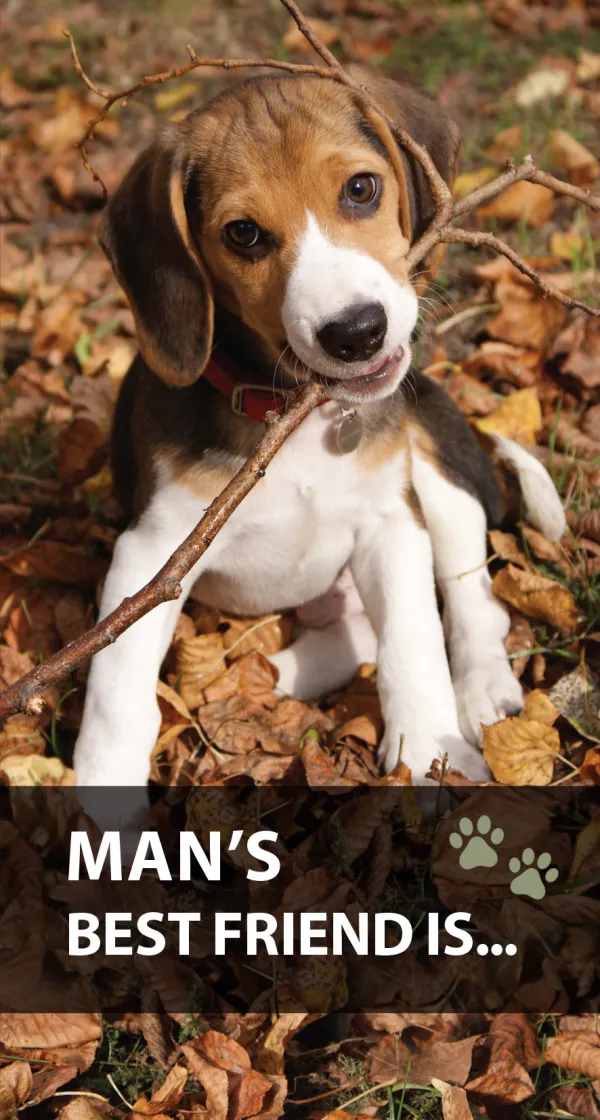 Man's Best Friend Is... (50 pack)