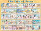 Wall Chart: Life of Jesus (Laminated)